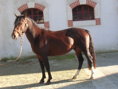 BOLETOSITE